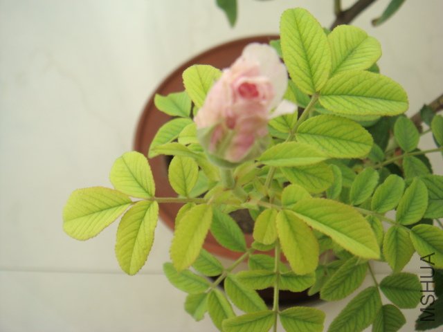 DSC00603.JPG