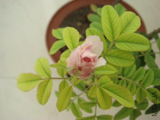 DSC00605.JPG