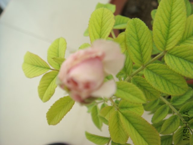 DSC00604.JPG
