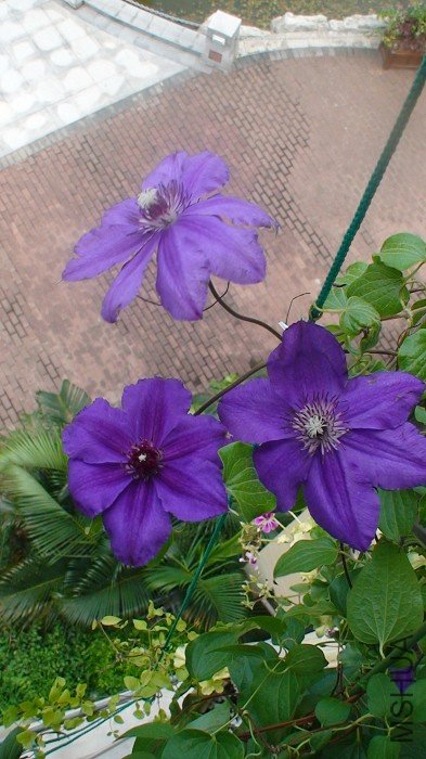 7-20��,  ���ȵ����һ���������ڴ���, ���Ƕ��ϵ����仨��д! ���������ܴ��! ʵ����ÿ�䶼��10.5CM!