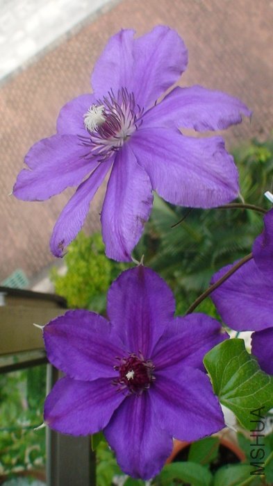 �»����ϻ�, �ӻ��ﴦ�������Ե����ֳ���!