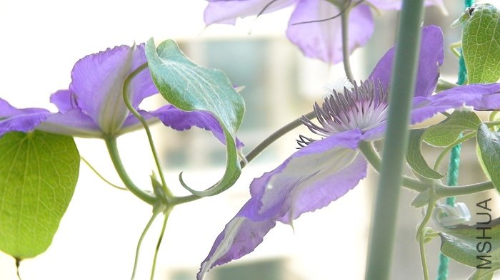 ���������ѿ����д! �����һ�߿���һ�߳���ѿ��! �Ȼ�л��, ֦�������ϳ���!