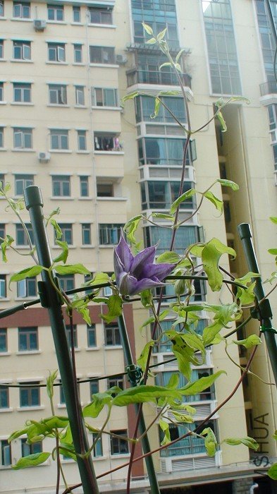 ���кܶ����֦��! ��һ�߿���һ�߳����֦��! ���в��ٻ��ٴ���!