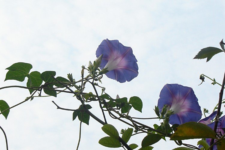 DSC08685-.jpg