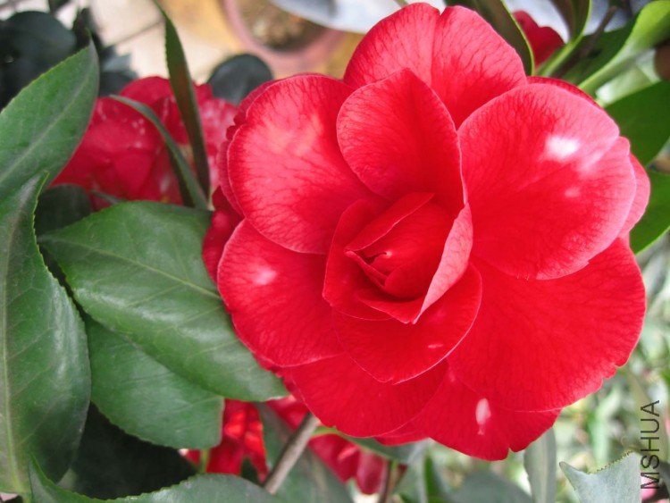 ��ɪ   (Var.).jpg