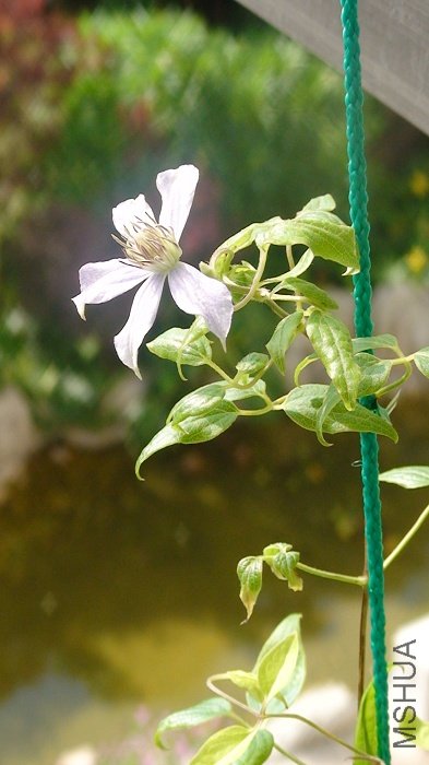 7-17�գ���õ���Ǥ���翪�������ˣ�����Լ4CM����Ҳ�Ѿ��������ˣ�