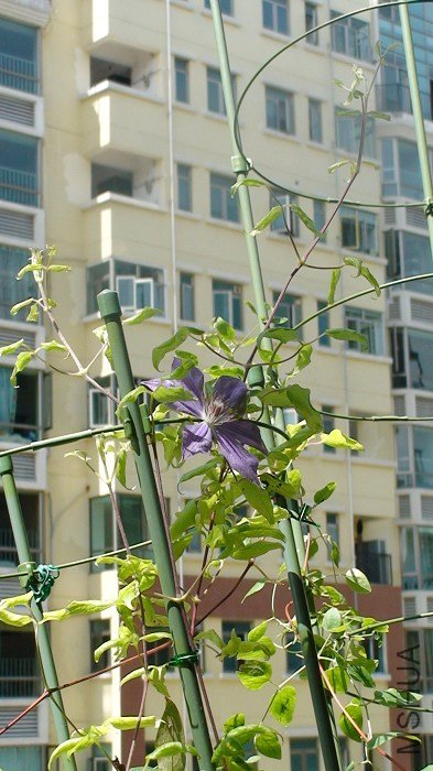 ���кܶ����֦���� ��Щ֦�����ܻ������»��٣�