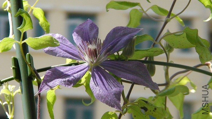 ��дһ�£�����Լ10CM����֦�ϻ���6��Ҷ�������Ļ����أ����������ܿ���