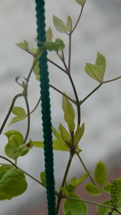 ��������Ȼһֱû�����������Ѿ������5��֦���ˣ�����֦�����˻��ڳ�֦���أ�