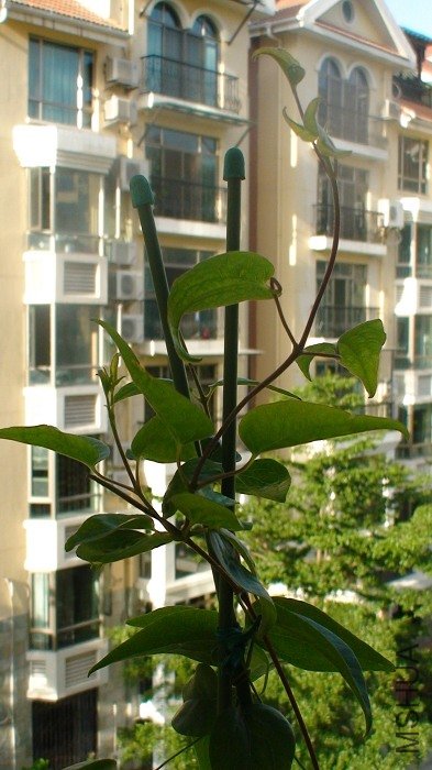 7-23�գ������ٵ��Ķ仨��������һ����ҶҸ�����������֦����