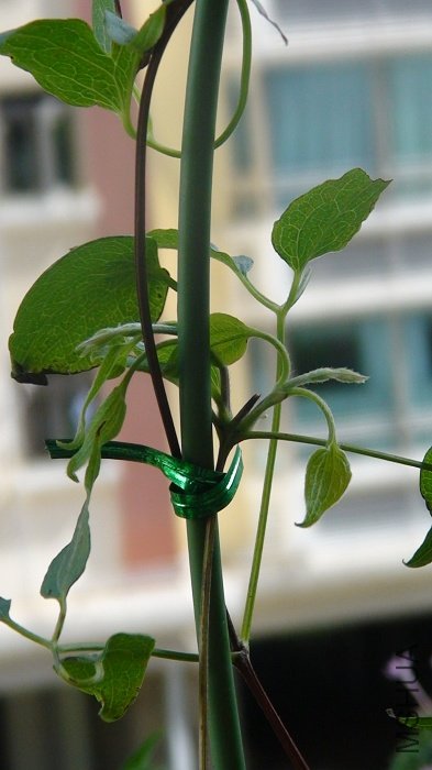 7-23�գ��Ű����Ķ�ѿ��̨����ˣ�Ҳ���������֦��ֻ���е��衣