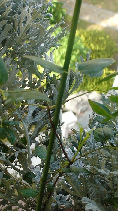 7-23�գ��ܿ˿��ܱ���ϵǿ�����Ҷ������Ӫ���������ͳ�������Ҳ����һ��С֦��