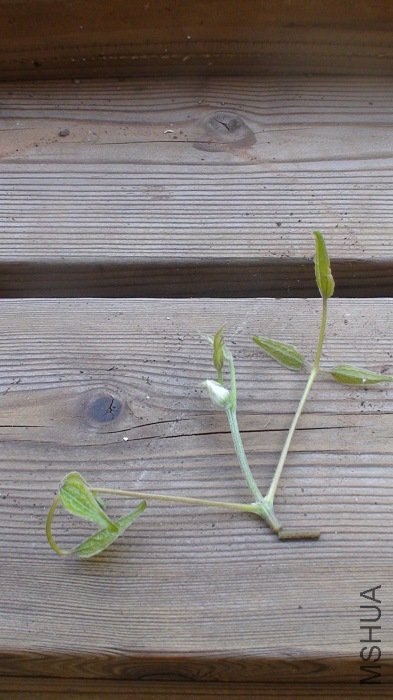 7-23�գ�˭֪�þ���������������Խ��Խ�ߣ�������̶�һ�¡��õ�����ѧ��8�ַ������������