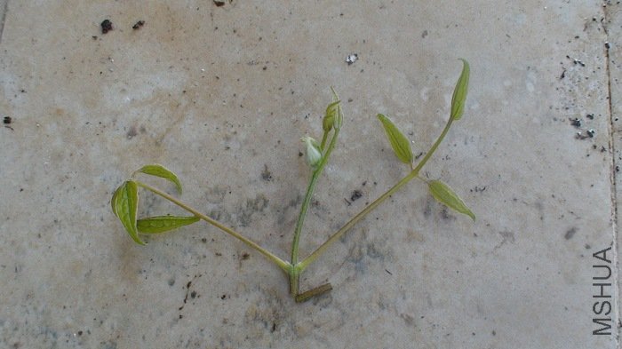 ���۵��Ұ���ѿ��̫�ۣ�8�ַ�һ�¾Ͱ�������ͷ�ˣ�