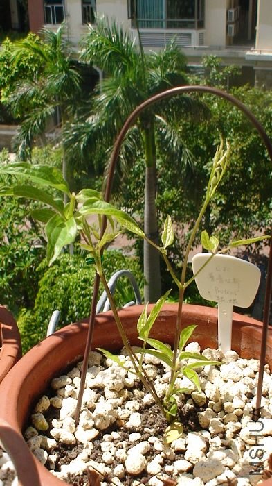 7-22�գ���³��˹����֦���һ֦��Ȼ�����˻��٣�