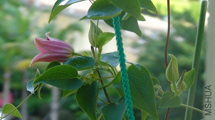 7-23�գ������ȹ��������˵ڶ����ĵ�һ�仨����