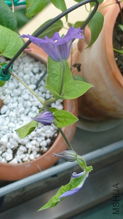 �����»��������Ļ��Ѿ�����ժ���ˣ�