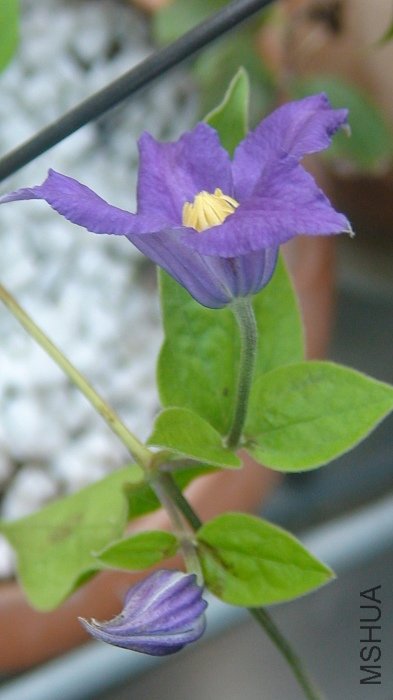 ��������������ֻص�4�껨����