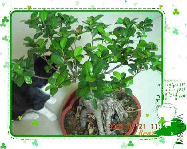 ���������С����