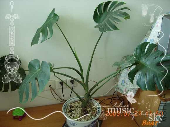 ���ڱ�����+����Ƥè����Ĺ걳�񣬲����ַ���Ҷ��Ŷ���Ժ���