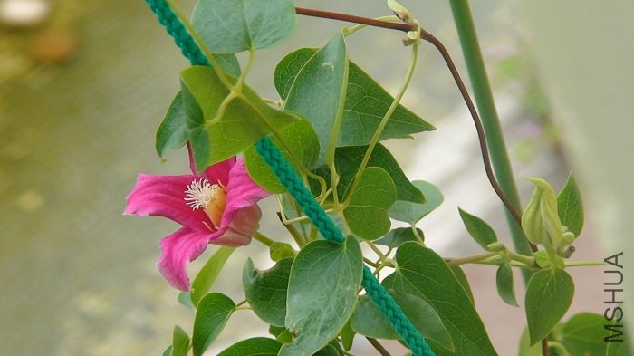 �����˲ſ��õ��������޵ĺ�ɫ����, �ƺ��ȵ�һ���Ļ�Ҫ��Щ, Ҳ�ƺ����͸���Щ!