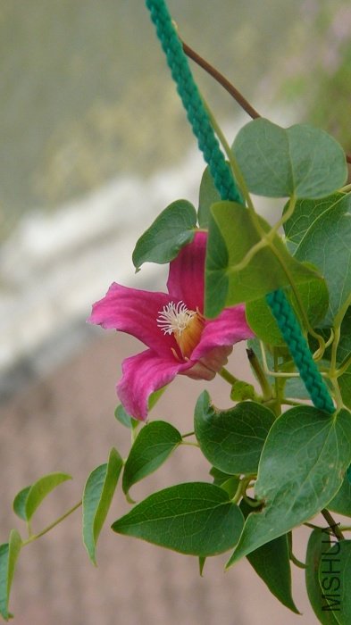 ��������Ž���ĵ����հ�!