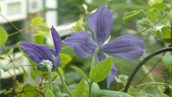 ��дһ�£���֪Ϊʲô��������ҶƬ�϶���С�ڵ�㣡