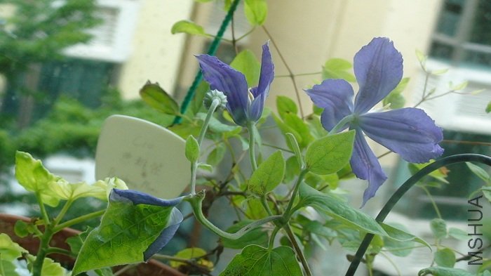 7-24�գ��������䣡������»��Ѿ��ſ����İ껨�꣡�����ٻ�ʣ��һƬ��ɫ��Ҷ��