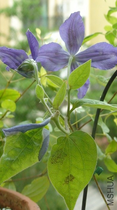 ҶƬ�ϵ�Ҳ��һ����С�ڵ�㡣��֪�Ƿ���ǰ�����̨���йأ�