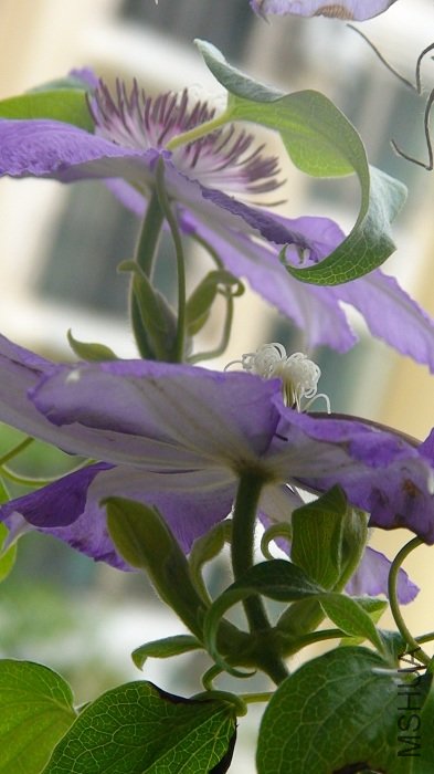 ��ѿ��дһ�£�������ص�4�仨������֦��ͬʱ��ѿ����ѿ�ٶȱ���ǰҪ���ˣ���ѿͷ���ǽ�����