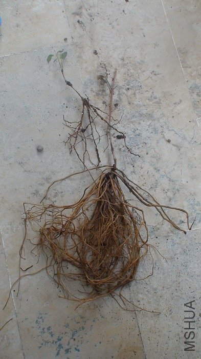 �����ŶԱȣ�һ���������ĸ�ϵ���������Ǵ󰡣�һ����治������