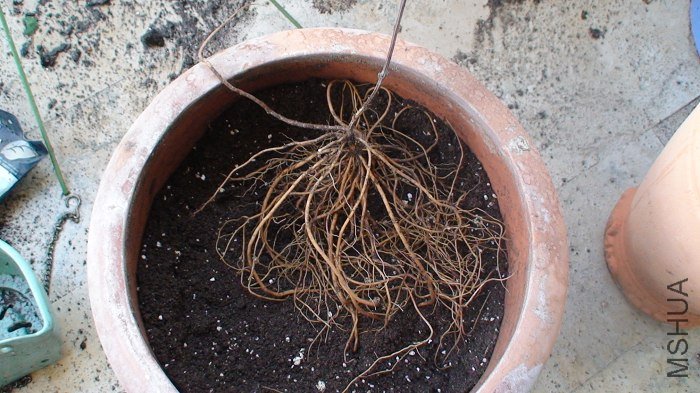 ����������СѼ��ֻ����һ��֦���Ƿۺ󻹰���Ҷȫ���⣡�̲�ס�ڳ�����������