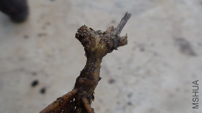 ѿͷ��д����ȫû��ѿ�㣡����֦�����̵ģ�Ӧ��û����ɣ�