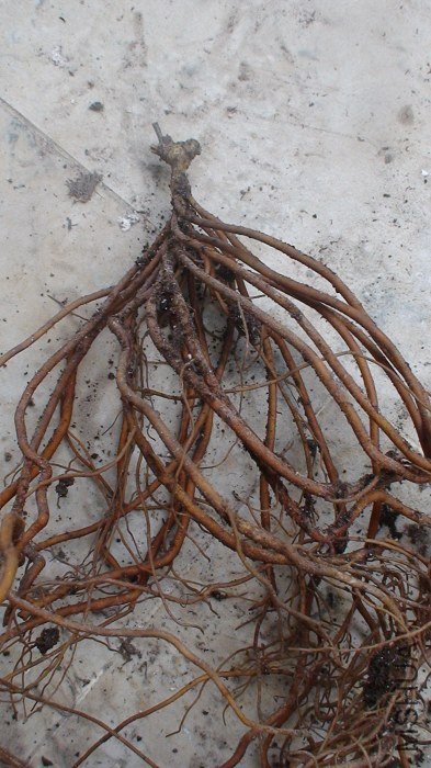 ϸ��һ�£�����ȫû���Ⱑ��