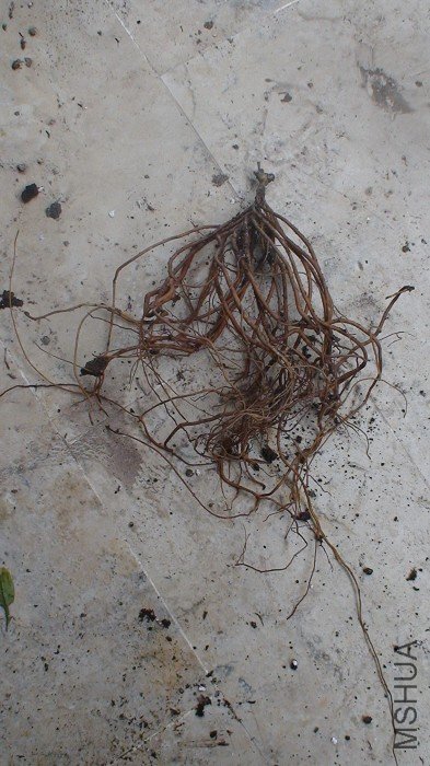 ��þ���һֱ����ѿ���������а��ϵ�ܰ��ɣ�