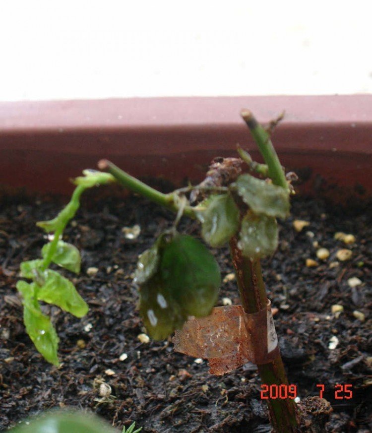 DSC08575.JPG