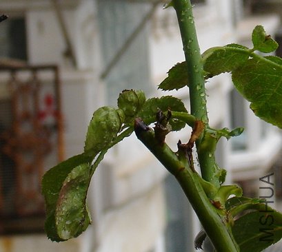 DSC08572.JPG