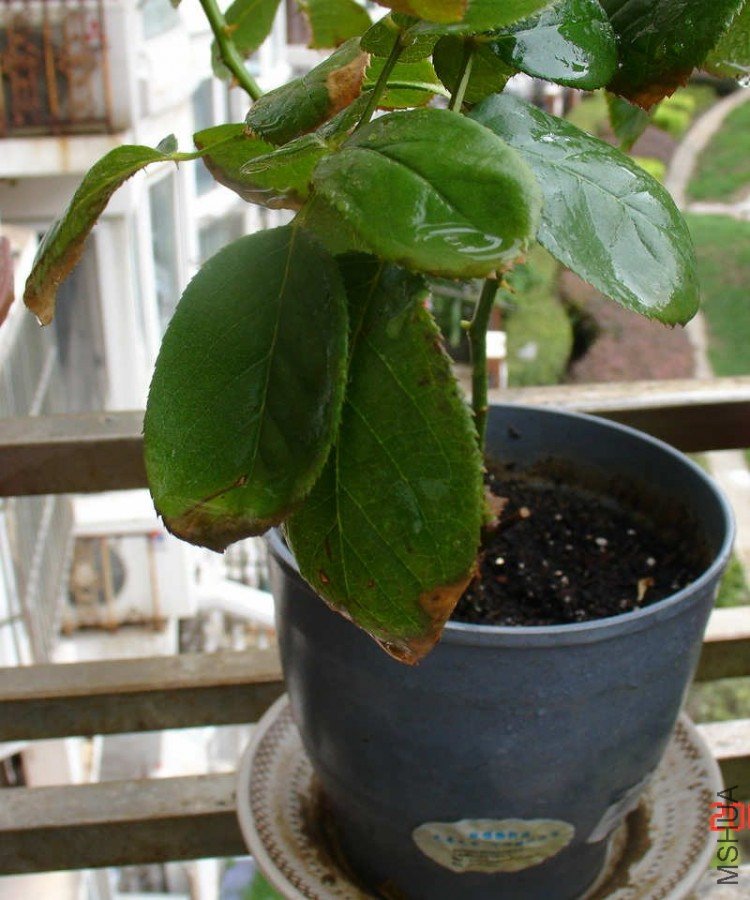 DSC08573.JPG