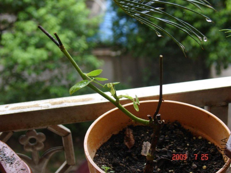 DSC08574.JPG