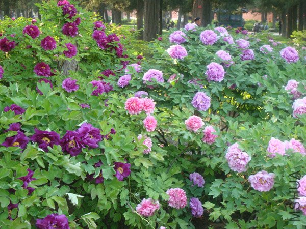 DSC00303.jpg