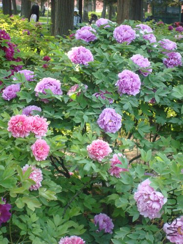 DSC00302.jpg