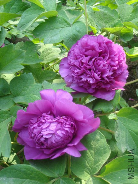 DSC00200.jpg