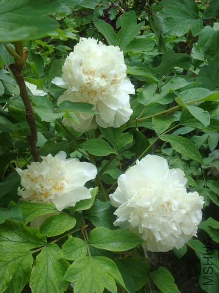 DSC00213.jpg