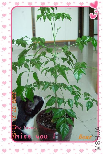 �������Ҹ���