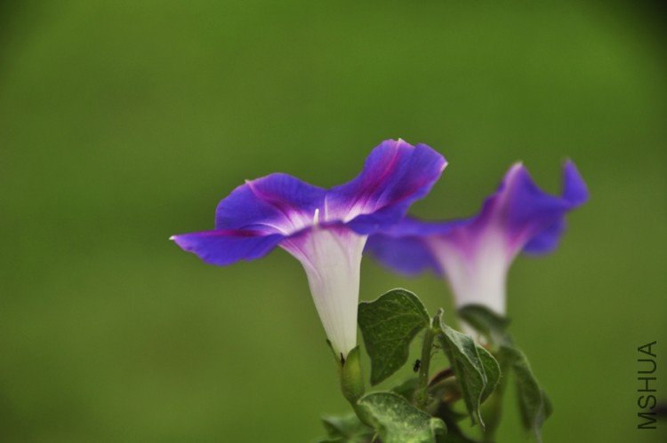 _DSC0007-.jpg