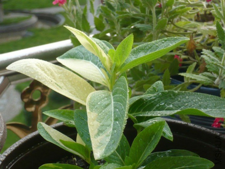 ���Ա�����10�Ż�ɫ�ĵ��к�ϵ����֪����ʲô��ɫ�ģ��ȼ��쿪��������ͼ���������е�һ�ţ� ��Ҷ��