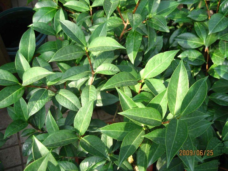 �������� 09-6-25.jpg