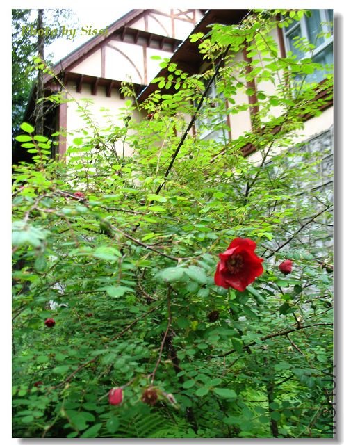 �����˸��˵����ڱ����Ա߷��������������Ǿޱ......