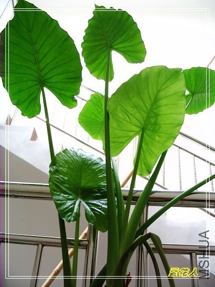 ��ϲ������Ҷ�ӱ���͸������~~