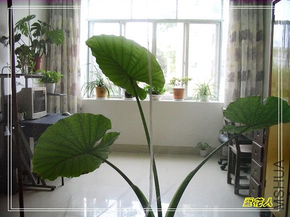 ��������ʱ����һӳ�������ı����ǵ�ˮ����������ɫҶ��~